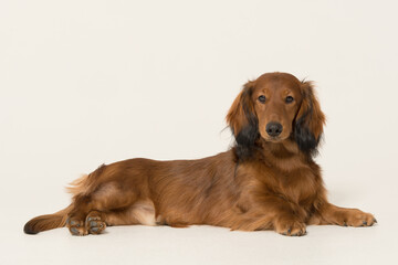 hund dackel tier
