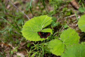 Dark butterfly with orange markings resting on a bright green leaf in summer forest