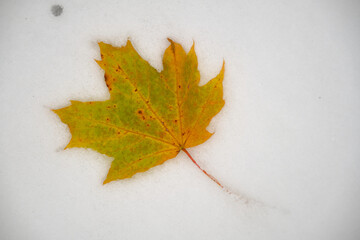 fallen leaf on the ground
