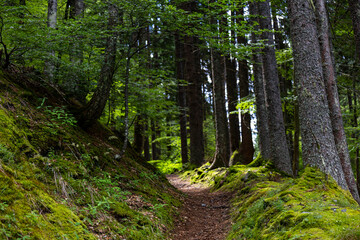 Fototapeta premium Narrow woodland path winding between mossy roots and tall trees, creating a calm forest hiking atmosphere
