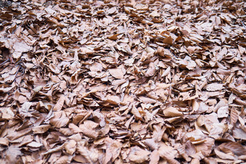 fallen leaf on the ground