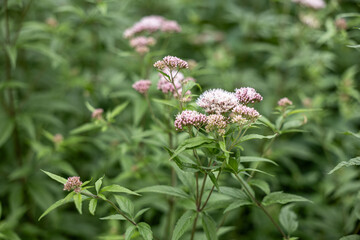 Eupatorium plant with clusters of delicate pink flowers, soft green blurred background, summer bloom closeup