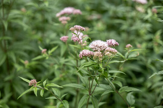 Eupatorium plant with clusters of delicate pink flowers, soft green blurred background, summer bloom closeup