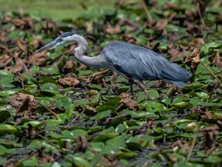 great blue heron on the hunt
