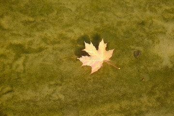 fallen leaf on the ground