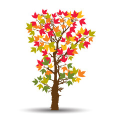 Fototapeta premium maple autumn leaves