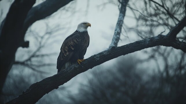 Majestic bald eagle perched on branch in misty forest