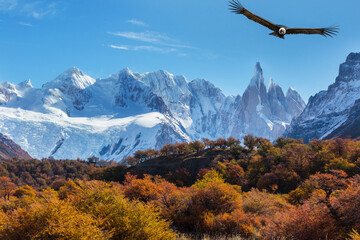 Condor