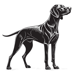 black vizsla Silhouette Vector, High Quality Illustration on White Background