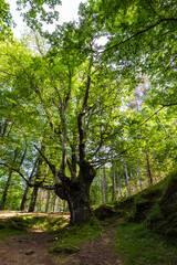 Ancient Beech Tree in Saldropo Marsh Forest, Gorbeia Natural Park