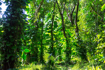 Jungle on Hawaii