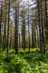 Landscape of Pine Trees and Ferns in Saldropo Marsh Forest, Gorbeia Natural Park