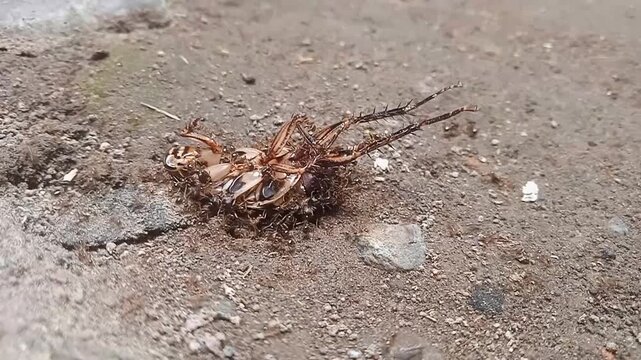 Red ant colony eats cockroaches