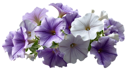 Group of purple and white petunia flowers with visible veins against a white background, cut out transparent