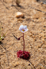 A single white flowering sundew species seen in the Northern Cape of South Africa