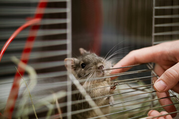 A woman's hand is petting a degu sitting in an open cage.