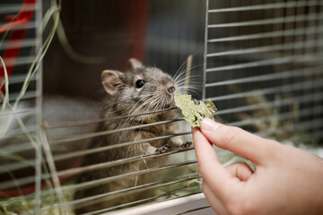 A rodent, a Chilean degu, eats a treat from a human's hand in an open cage.