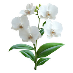 Obraz premium A delicate spray of white phalaenopsis orchid flowers with green leaves showcasing intricate petals and a central stem isolated on transparent background