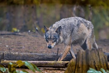 Fototapeta premium Closeup portrait of a a grey wolf. Canis lupus. A wolf walks in the forest. Wildlife scene of europe