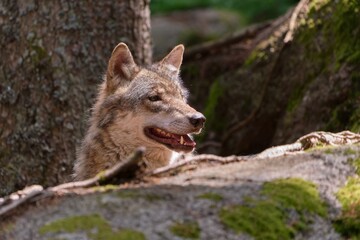 Closeup portrait of a a grey wolf. Canis lupus. A wolf in the nature habitat. Wildlife scene of europe