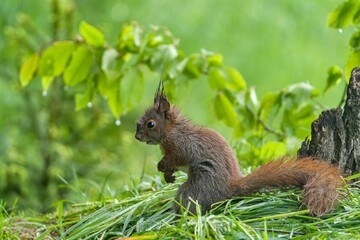 A cute european red squuirrel sits in the grass. Sciurus vulgaris. Portrait of a brown squirrel.