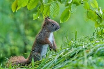 A cute european red squuirrel sits in the grass. Sciurus vulgaris. Portrait of a brown squirrel.