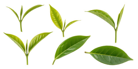 Fototapeta premium Fresh green tea leaves isolated on transparent background