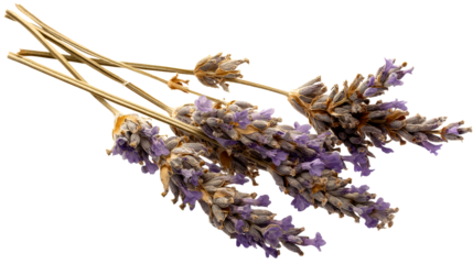 Dried lavender sprigs with delicate purple blossoms and brown stems, cut out transparent