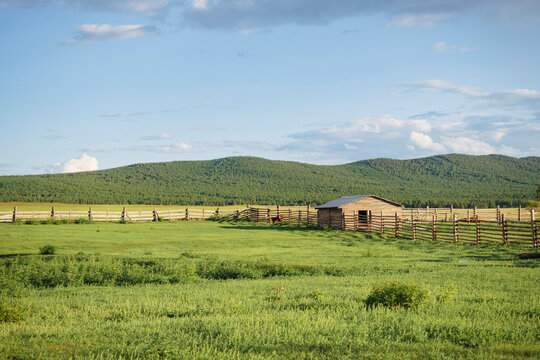 Little calves run around the farm. Summer in Buryatia 