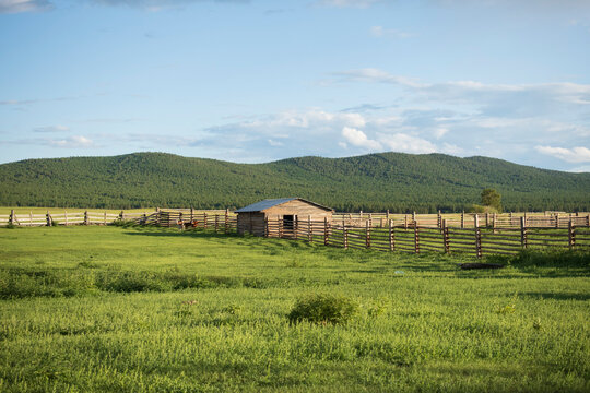 Little calves run around the farm. Summer in Buryatia 
