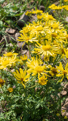 Yellow flowers in wild meadow