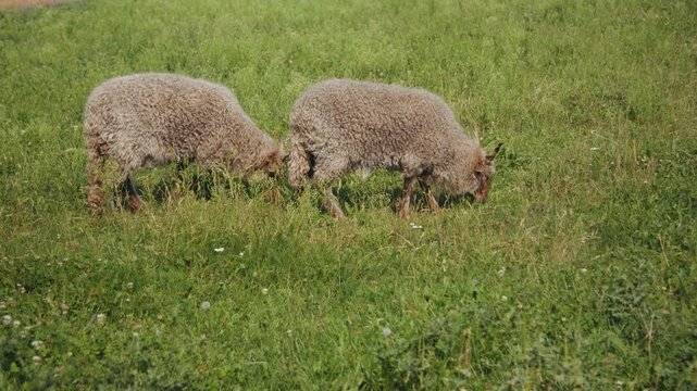Two fluffy Racka sheep grazing peacefully in a lush green meadow, showcasing their natural behavior and interaction with the vibrant grass, creating a serene pastoral scene of rural life