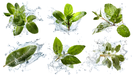 Fresh green leaves splashing in clear water droplets isolated on white background, perfect for organic, nature, and freshness concepts