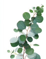 Close-up of eucalyptus sprigs with round leaves, light green and silvery tones, on a white background
