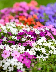 Obraz premium Vibrant flower bed in full bloom