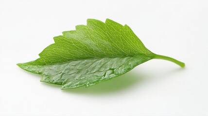 Obraz premium Fresh Green Leaf Detail on White Background leaf green fresh detail background single plant nature