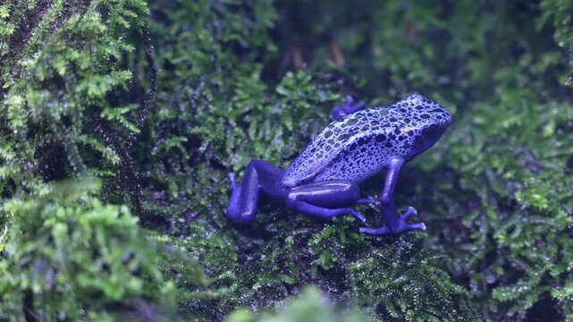 A vibrant blue poison dart frog rests on green moss.