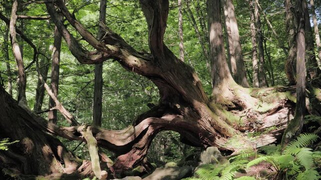 Old Cypress Tree with Iconic Undulating Roots Resembling Ancient Creatures Crawling Out of the Ground  |  Tateshina Virgin Forest, Nagano, Japan
