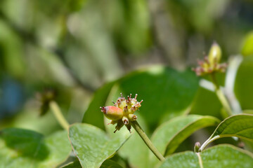 Hybrid flowering dogwood branch with fruit - Latin name - Cornus x rutgersensis Stellar Pink