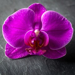Vibrant purple orchid on dark stone