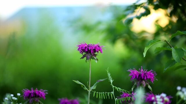 Monarda (Latin Monarda fistulosa), bergamot, lemon mint, American lemon balm