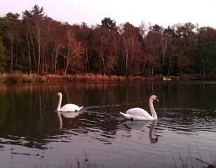 Two swans on a calm autumn lake