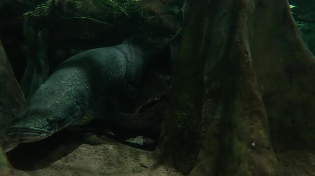 Giant Arapaima fish swimming in dark Amazon river water