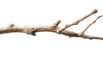 Dried Twig With White Dust Against White Background, cut out transparent