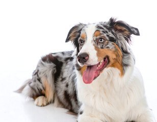 Happy Australian Shepherd Dog, Merle Coat, Studio Shot, White Background, Playful Expression,  Pet Portrait, Canine, Friendly, Adorable,  Dog Breed,  Animal Photography.