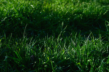 Light and shadow.Green grass, warm sunbeam