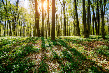 Sunlight pierces through the green leaves, casting long shadows on the forest floor setting during...