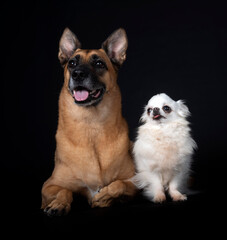 Obraz premium malinois and chihuahua in studio