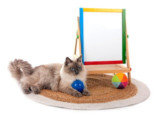 siberian cat and school in studio