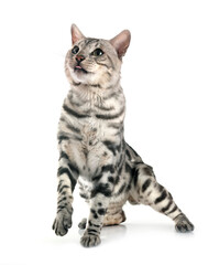 bengal cat in studio